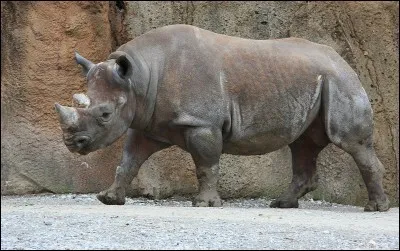 Cochez le pays ayant pour emblème le rhinocéros noir !