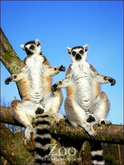 Mon emblème est le maki catta. Quel pays suis-je ?