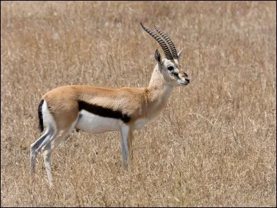 Trouvez le pays ayant pour emblème la gazelle de Thomson !