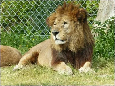 Le lion de l'Atlas est connu pour être l'emblème de/du :