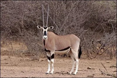 De quel pays Oryx est-il l'emblème ?