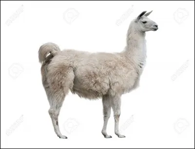 Le lama est l'emblème de/du :