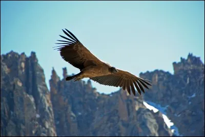 Quel pays a pour emblème le condor des Andes ?