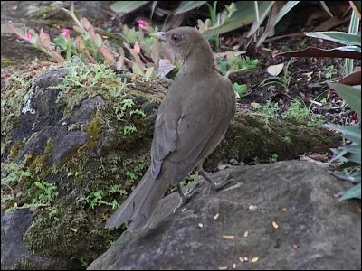Quel est l'emblème du Costa Rica ?