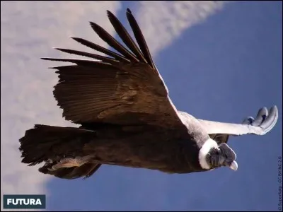 Le condor des Andes est l'emblème de/du :