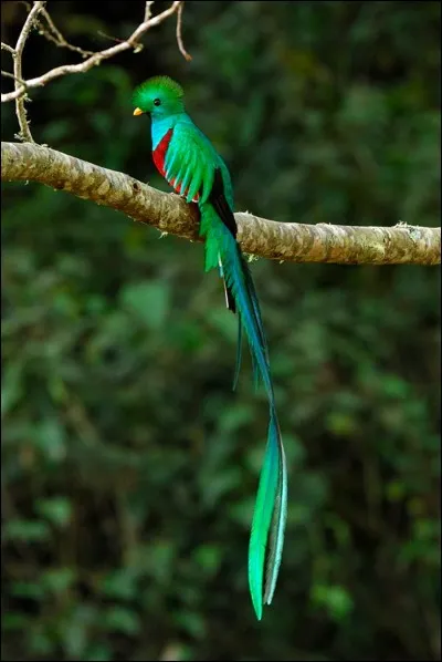 Le quetzal est l'emblème du :