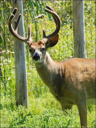 Le cerf de Virginie est l'emblème de son pays. Lequel ?