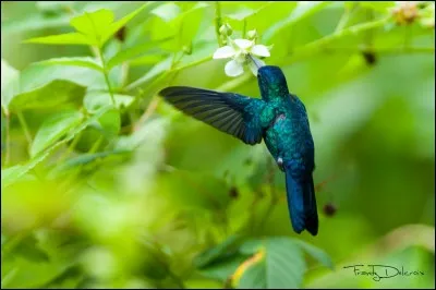 Quel pays a la magnifique colibri à tête noire comme emblème national ?