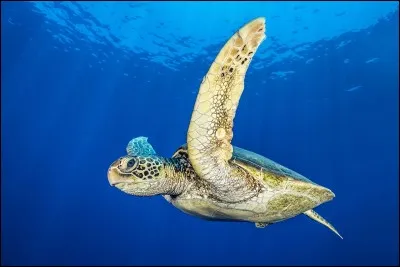 La Tortue imbriquée est l'un de nombreux emblèmes d'/du :