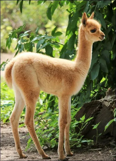 Quel animal est l'emblème du Pérou ?