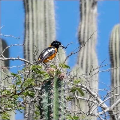 Retrouvez l'emblème du Venezuela !