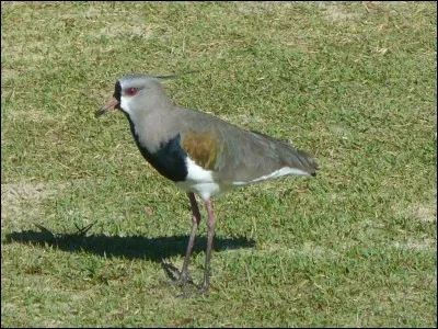 Cochez l'emblème de l'Uuguay !