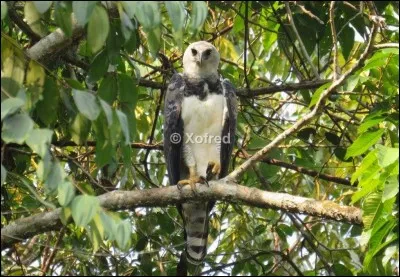 Quel est l'autre emblème national du Panama ?