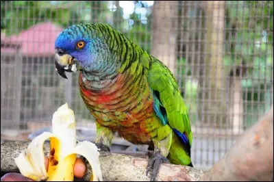 L'amazone de Sainte-Lucie est l'emblème de Sainte-Lucie.
