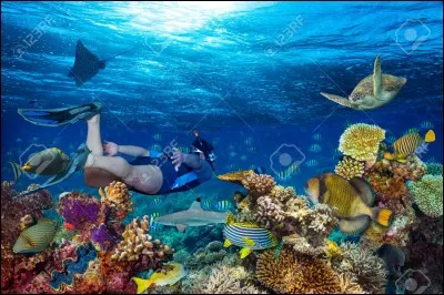 Quel stage aimerais-tu mieux faire ?