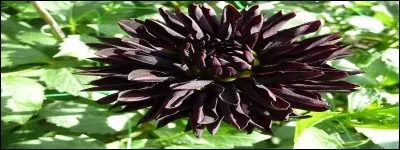 Il est évident qu'à la seule vue de cette fleur, vous pensez à l'éblouissant roman policier dont le sujet est tiré d'un terrible fait divers, écrit par [...].