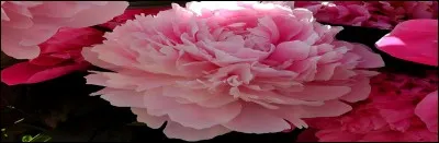 À qui vous fait penser cette fleur ?