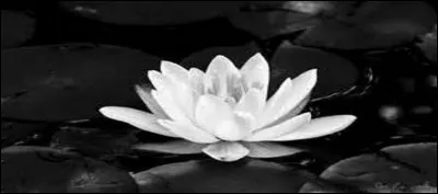 La fleur d'eau doit être attribuée à cet Eurélien né à Louviers.