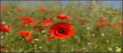 La fleur vous conduit sur la piste de la femme, sur de Lionel Jospin.