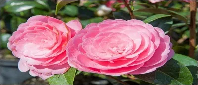 Il faut se souvenir et choisir le bon auteur !