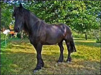 Cochez la race de cheval étant l'emblème de l'Azerbaïdjan !