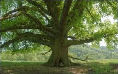 Où est Alice au pays des merveilles ?