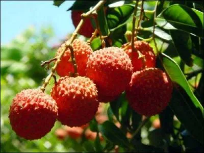 A quelle période de l'année peut-on déguster les fameux letchis ?