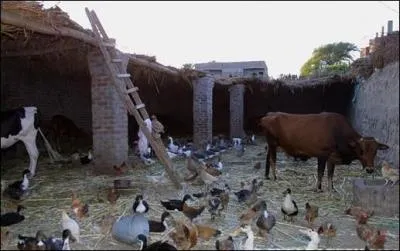Ce sont des combats de bête que les hommes apprécient ; ils en font même des paris ; quels animaux s'affrontent durant ces batailles ?