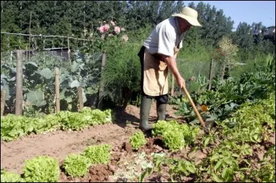 Mis à part l'endroit où poussent légumes, plantes et autres végétaux, à quoi se rapporte aussi le mot "potager" ?