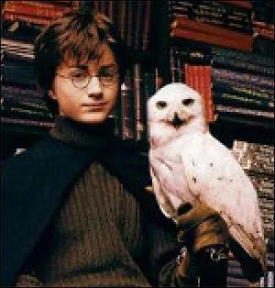 Avant d'intégrer l'école de magie et de sorcellerie Poudlard, chaque élève peut apporter s'il le désire un animal de compagnie. Quel animal n'est pas inscrit sur la liste officielle ?