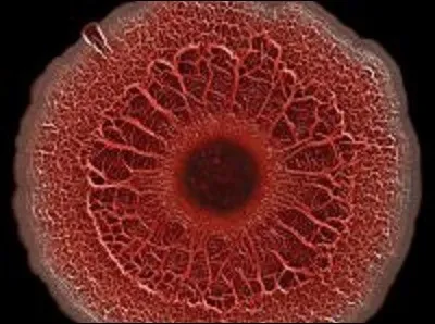 Que doit-on voir ici ?