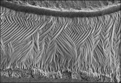 Étonnante photo ! Que révèle ce réseau de filaments ?