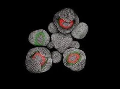 Voici une photo montrant des galets repérés par la sonde lors de la dernière expédition sur Mars !