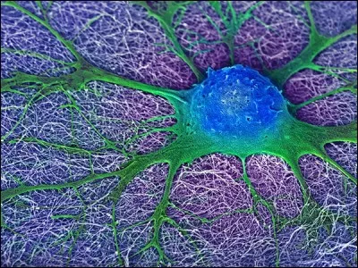 Quelle est l'expérience montrée par cette photo ?