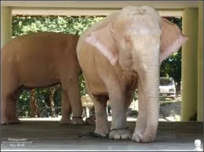 Où l'éléphant blanc est-il sacré ?