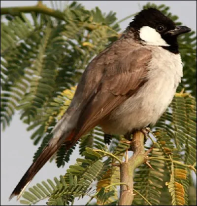Où peut-on voir le bulbul à oreillons blancs ?