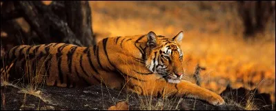 Le tigre du Bengale est plus léger et moins costaud que le tigre de Sibérie.