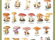 Quiz champignons : toxiques ou comestibles ?