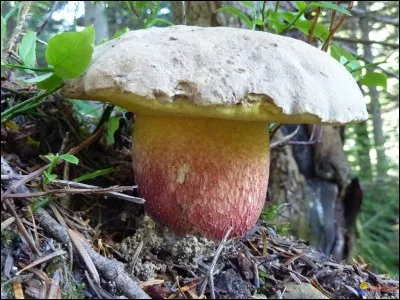 Le bolet à beau pied est-il comestible ?