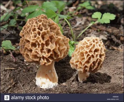 La morille comestible est-elle comestible ?