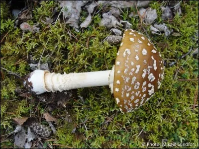 L'amanite des rois est-elle comestible ?