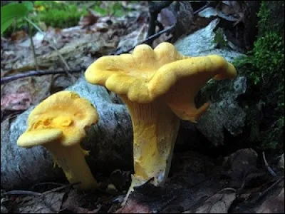 Aujourd'hui, je ramasse des champignons blancs. Demain, j'en ... des jaunes.