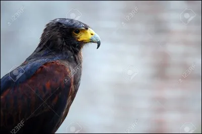 L'aigle noir est l'emblème de :
