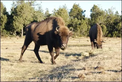 Lequel de ces pays le bison d'Europe pour emblème !