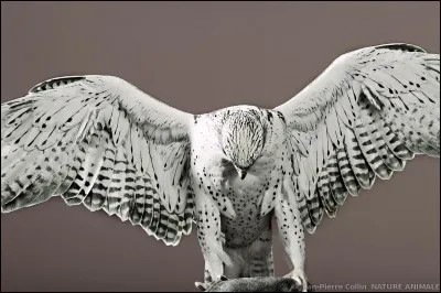 De quel pays le faucon gerfaut est-il l'emblème ?