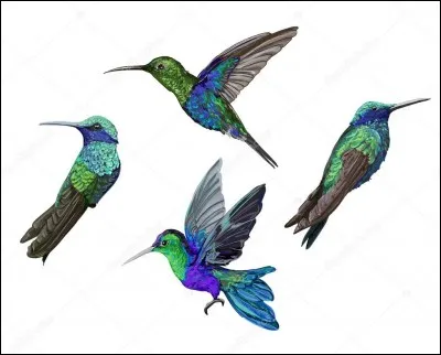 Battement d'ailes font les colibris en moyenne?