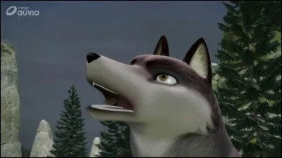 Qui est ce loup, chef de meute ?