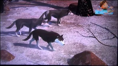 Qui sont ces loups solitaires ?