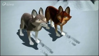 Qui sont ces coyotes ?