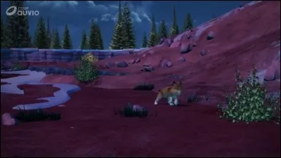 Qui est ce chef des coyotes ?